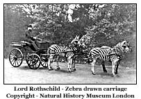 Lord Rothschild and his zebra drawn carriage
